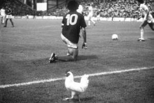 A cockerel, the national symbol of France, strolls down the sideline past France's Michel Platini (no.10)